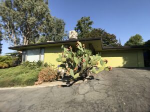 Exterior house painting in Sacramento, CA by Baldwin Custom Painting — mid-century modern home with lime-green stucco and dark trim, driveway view with a large prickly pear cactus