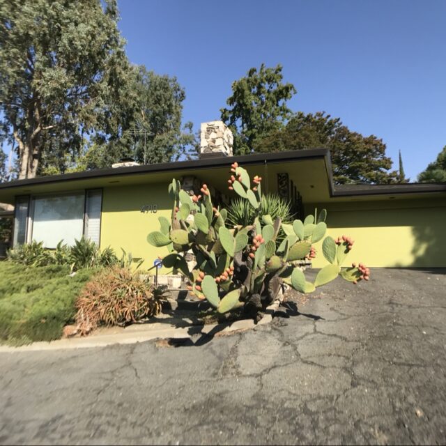 Exterior house painting in Sacramento, CA by Baldwin Custom Painting — mid-century modern home with lime-green stucco and dark trim, driveway view with a large prickly pear cactus